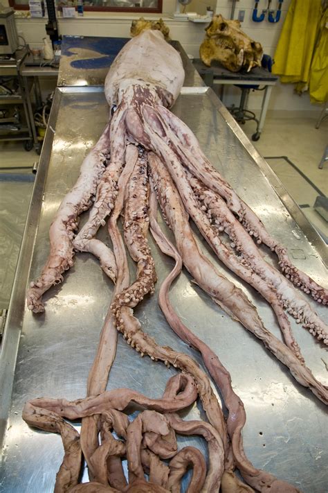 largest humboldt squid ever found.